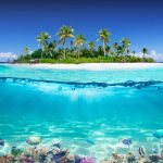 best coral for reef tank