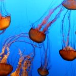 saltwater aquariums